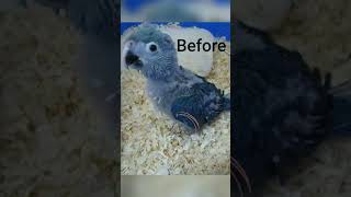 Spix Macaw Parrot Before and After  macawparrot shorts youtubeshorts parrot [upl. by Oelgnaed126]