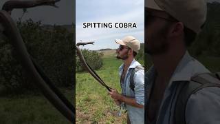 MAN vs SPITTING COBRA shorts [upl. by Spanjian]