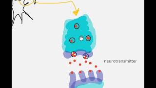 Types of signaling  auto endo paracrine signaling  synaptic signaling [upl. by Kavanaugh]