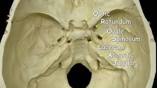 Cranial Foramina  Mnemonic Phrase [upl. by Irehj692]