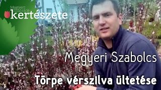 Törpe vérszilva  Prunus x cistena ültetése  Megyeri Szabolcs Kertészet [upl. by Carleton]