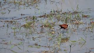 African Jacana and Chicks [upl. by Malo]