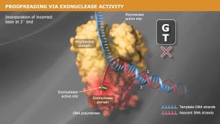 DNA Replication with a Proofreading Polymerase [upl. by Bonucci152]