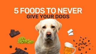 5 common foods that are TOXIC for your dog [upl. by Azne]