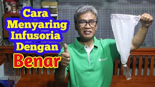 Cara Menyaring Infusoria Dengan Benar [upl. by Ahtibat61]