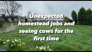 Unexpected jobs on the homestead amp seeing Cows for the first time  Episode 22 [upl. by Carolyne]