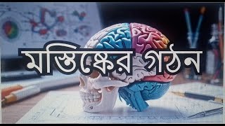 মস্তিস্কের গঠনপার্ট।মেডিকেল প্রিপারেশন। Brain StructureHSC Zoology [upl. by Berri172]