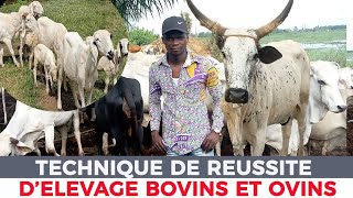 LA TECHNIQUE DE RÉUSSITE POUR LÉLEVAGE DES BOVINS ET OVINS [upl. by Nyre16]