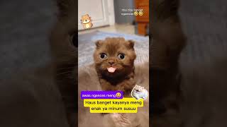 ngeledek bgt 😂 animal cat funny komedikucing kucinglucu shorts zevaxavier [upl. by Zaraf]