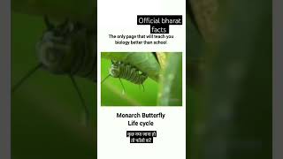 Monarch butterfly Life cycleviralshortsvideoofficialbharatfactsviral [upl. by Waltner]