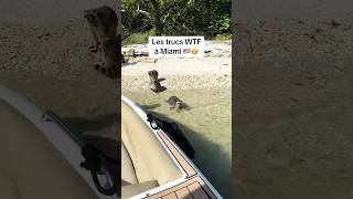 Les Trucs WTF à MIAMI 🇺🇸🤩😱 usa travel travelvlog humour ytshorts viralvideo reels [upl. by Halilahk143]