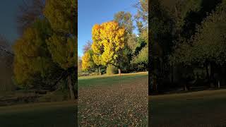 BEAUTIFUL yellow tree yellow tree fall autumn [upl. by Hogue981]