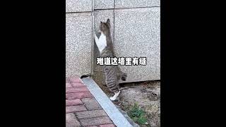 猫：应该没人看见吧？ [upl. by Bazar]