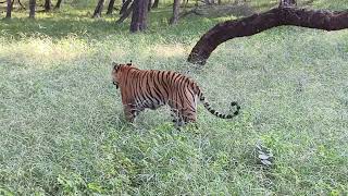 Ranthambore National park Sawai Madhopur Rajasthan India Riddhi tigress [upl. by Catarina]