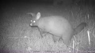 Possum checks camera near its tree [upl. by Navy]