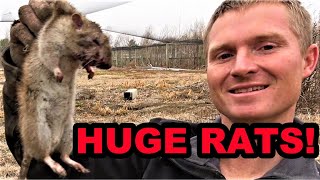 HUGE RATS vs Mink and Dogs [upl. by Oilcareh]