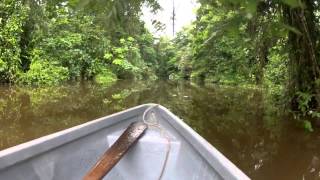 Tortuguero National Park  Costa Rica [upl. by Channa]