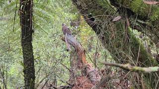 Magnificent Lyrebird [upl. by Fabio775]