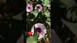 نباتمتسلق 🌱✨ البذور موجود في منزلك زراعةمنزليه نباتاتمزهرة اكسبلور نباتات garden زراعة [upl. by Fisuoy]