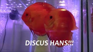 DISCUS HANS INTERVIEW PART 2 ARE DISCUS HARD TO KEEP [upl. by Yseulta]