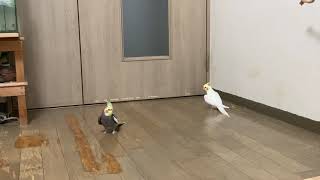 Cockatiels circle dance [upl. by Lareena370]