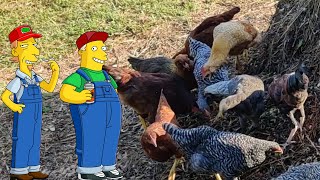 Chickens Turn Compost And Do A Workplace Harassment  The Daily Sneed [upl. by Romalda817]