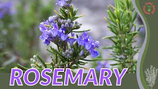 ROSEMARY Growth growing and care tips Salvia rosmarinus [upl. by Htebirol820]