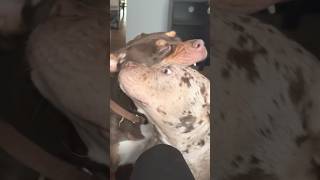 MERLE VS TRI BULLYpitbull xlbully puppy americanbully bullybreed shorts dog [upl. by Slack]