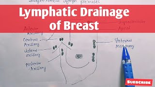 LYMPHATIC DRAINAGE OF BREAST  THORAX  ANATOMY [upl. by Letch]