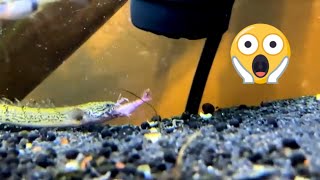 Barred Bichir Savagely Eating Shrimp [upl. by Airpac]