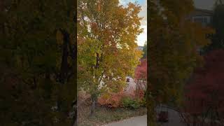 Stockholm beautiful beauty sweden 2024 october autumn beautiful cool [upl. by Knowlton749]