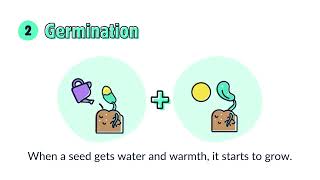 Plant Life Cycle  Kids Animation Video [upl. by Sinoda]