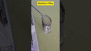 Cochiti lake NM Northern Pike fishing newmexico [upl. by Vyky]