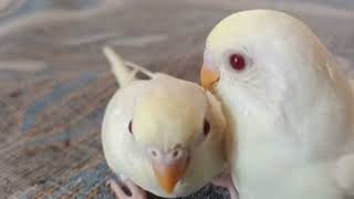 Cremino Budgies Baby [upl. by Signe322]