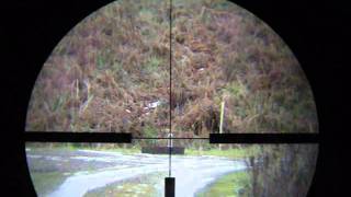 Scope cam shooting 222 Rem test 2 [upl. by Ellehs]