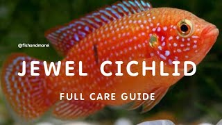 JEWEL CICHLID FULL CARE GUIDE  ALL ABOUT HEMICHROMIS or JEWEL CICHLIDS [upl. by Sibelle]