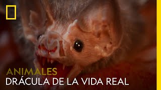 Conoce al Drácula de la vida real el murciélago vampiro  NATIONAL GEOGRAPHIC ESPAÑA [upl. by Diogenes]