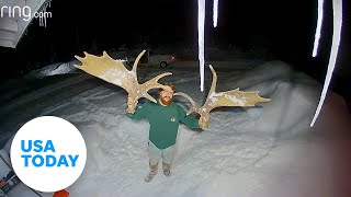 Ring video captures a moose shedding massive antlers with one shake  USA TODAY [upl. by Quickel156]