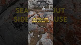 SEA GULL OUT SIDE MY HAUSE seagull shortsvideo greenland asmr levisdpunks [upl. by Ahscrop]