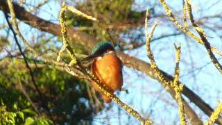 Kingfisher at Verulamium Park St Albans [upl. by Rolat]