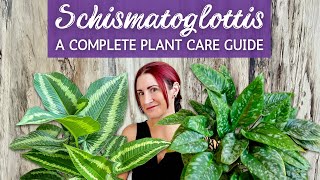 Complete Schismatoglottis Houseplant Care Guide  Caring for Schismatoglottis Houseplant Indoors [upl. by Eiznik]