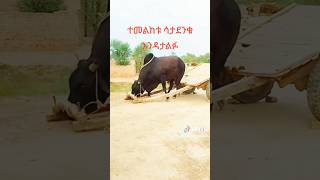 Wow😱😱shorts ethiopia habesha animals animal [upl. by Adiehsar760]