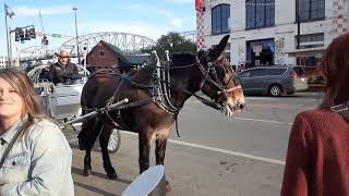 Horse Drawn Carriages [upl. by Nirik]