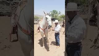 Este caballo parece un elefante de lo grande que es caballos telepaisashorts rancho rodeo [upl. by Chilcote]