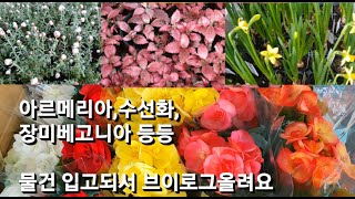 아르메리아  크로커스  미션  수선화  장미베고니아 등등 입고되어서 브이로그 올려봐요 [upl. by Anak174]