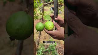 പേരയിൽ ഇവനൊരു കില്ലാടി തന്നെ  guava  perakka krishi malayalam L49Guava [upl. by Roon369]