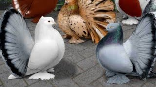 Fantail Pigeons fantail kabootar kabutar Birds pets fancypigeon [upl. by Jackie217]