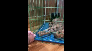 how to treat sick puppy infected parvo virus [upl. by Brenan]