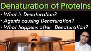 What is Denaturation Of Proteins Agents of Denaturation amp Affect of Denaturation on Proteins [upl. by Frum70]