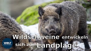 So kann man sich vor einem WildschweinAngriff schützen [upl. by Helms]